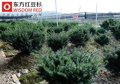 红豆杉究竟有何魅力在国际市场频获青睐？