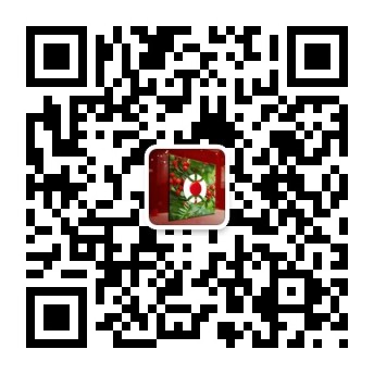 在滇西北偷剥和贩卖红豆杉树皮为何如此猖獗?