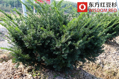 红豆杉种植户借力电商瞄准个人消费用苗